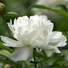 大垵堂本草 · 道地药材丨白芍